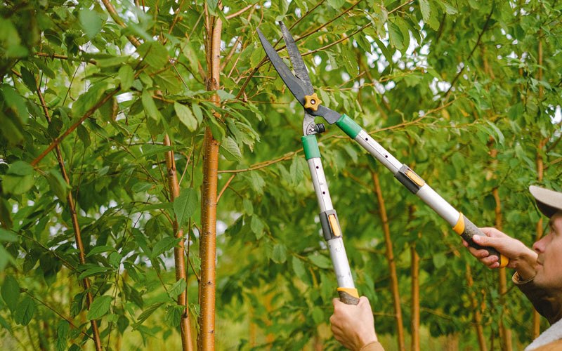 Tree trimming in Wood Lake, NE