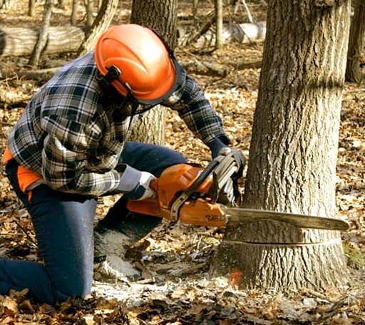 Tree Removal in Wood Lake, NE